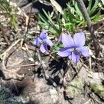 Viola pedatifida Floro