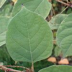 Reynoutria japonica Leaf