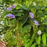 Brunfelsia grandiflora Habit