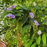 Brunfelsia grandiflora Облик