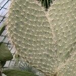 Opuntia leucotricha Blatt