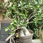 Adenium obesumLeaf