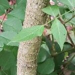 Aralia elata Corteccia