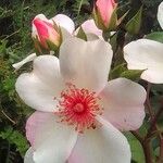 Rosa sempervirens फूल