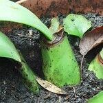 Haemanthus albiflos Azala