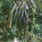 Alnus cordata Fruit