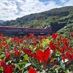 Photinia glabraЛист