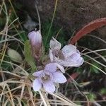 Gentianella ramosa 花