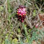 Platycapnos spicata Kwiat
