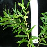 Sarcococca saligna موطن