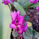 Cyclamen purpurascens Квітка