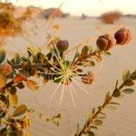 Maerua crassifolia Flower