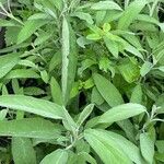 Salvia officinalisبرگ