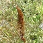 Ferula communis Blad