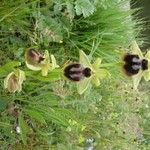 Ophrys aranifera Інше