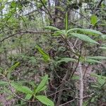 Rhododendron canescens पत्ता