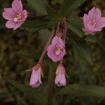 Epilobium hornemannii Flower