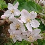 Malus domestica Blüte