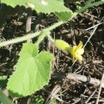 Cucumis dipsaceus Feuille