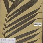 Bactris hirta Fuelha