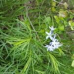 Amsonia ciliata Habitus