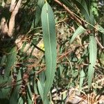 Corymbia citriodora Leaf