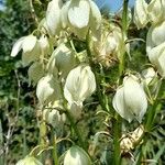 Yucca filamentosaFlower