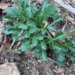 Leucanthemum ircutianum Листок