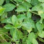 Alternanthera sessilis عادت داشتن