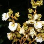Schnella guianensis Blüte