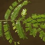 Pseudopiptadenia psilostachya Yaprak