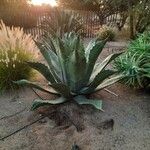 Agave shaferi Листок