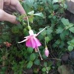 Fuchsia magellanicaCvet