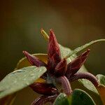 Rhododendron campanulatum Flower