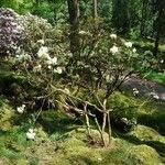 Rhododendron lanatum 整株植物