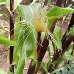 Zea mays Fruit