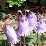 Soldanella pusilla Virág