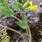 Lotus parviflorus 葉