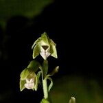 Epipactis bugacensis Anders