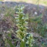 Platanthera hyperborea Floare