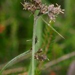 Fuirena pubescens Blüte