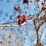 Symphoricarpos orbiculatus ഫലം