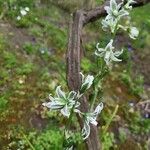 Ornithogalum boucheanum Blüte