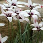 Tulipa clusiana Flors