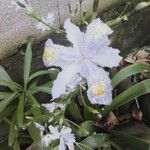Iris japonica Blomst