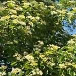 Cornus drummondii Blatt