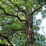 Fraxinus angustifolia Bark