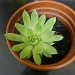 Sempervivum globiferum Folla