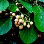 Cordia myxa Leaf