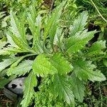 Artemisia suksdorfii Leaf